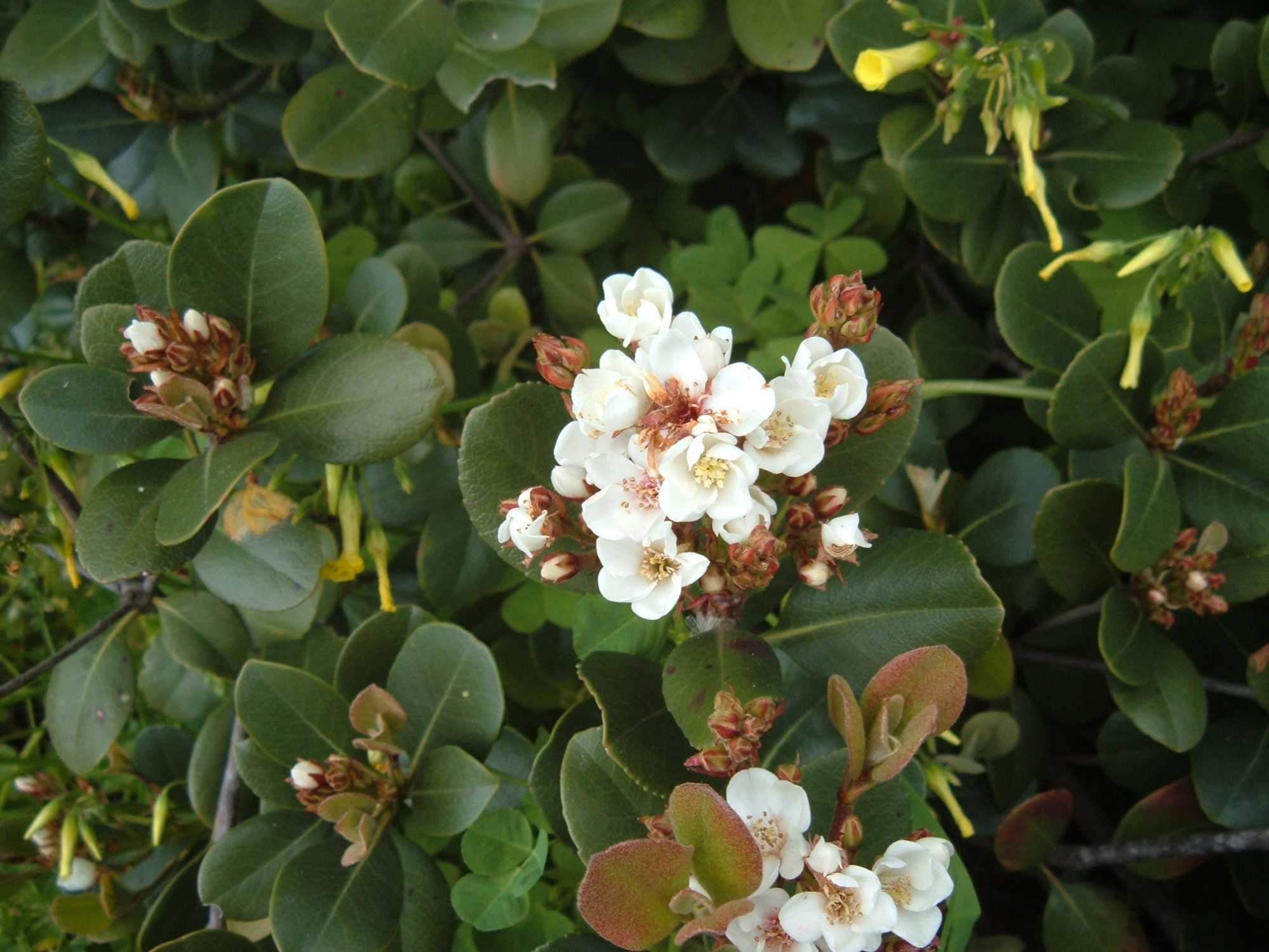 Raphiolepis umbellata